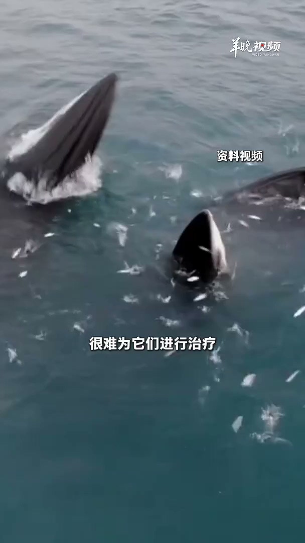 近日，在广西涠洲岛海域，有网友航拍发现，一艘渔船直接从一头布氏鲸身上开过，造成出水换气的鲸鱼背部受伤。2月10日上午，涠洲岛农业农村局回复记者表示，已有相关部门对接处理。（羊城晚报）
