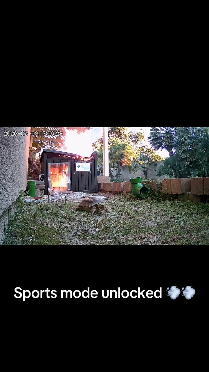 監視器拍下陸龜Leo,靠開啟運動式自救過程。( tiytok@Hyeri Tom) 監視器拍下陸龜Leo,靠開啟運動式自救過程。( tiytok@Hyeri Tom)