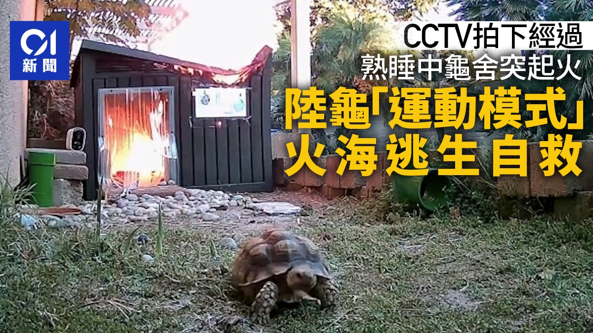加州陸龜火海死裏逃生！監視器揭靠「運動模式」驚險自救｜有片
