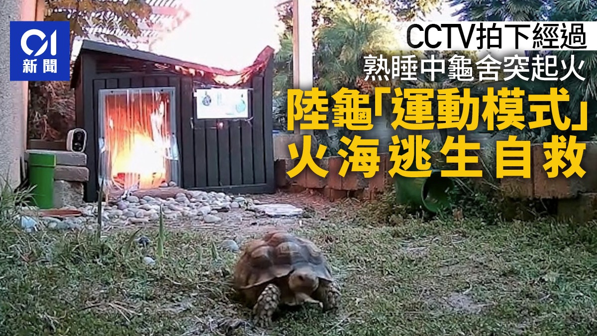 加州陸龜火海死裏逃生!監視器揭靠「運動模式」驚險自救|有片 加州陸龜火海死裏逃生!監視器揭靠「運動模式」驚險自救|有片