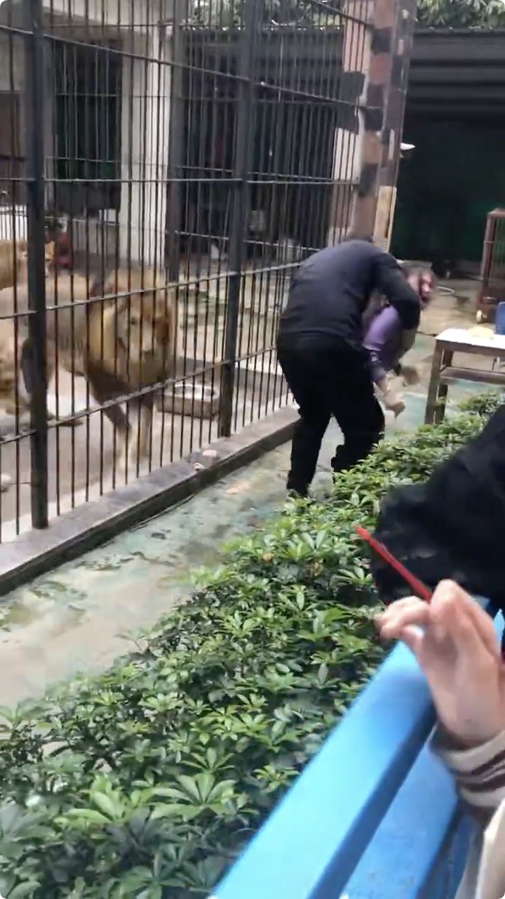 人獅角力近半分鐘，女童成功掙脫，被拉回安全區域。（影片截圖）