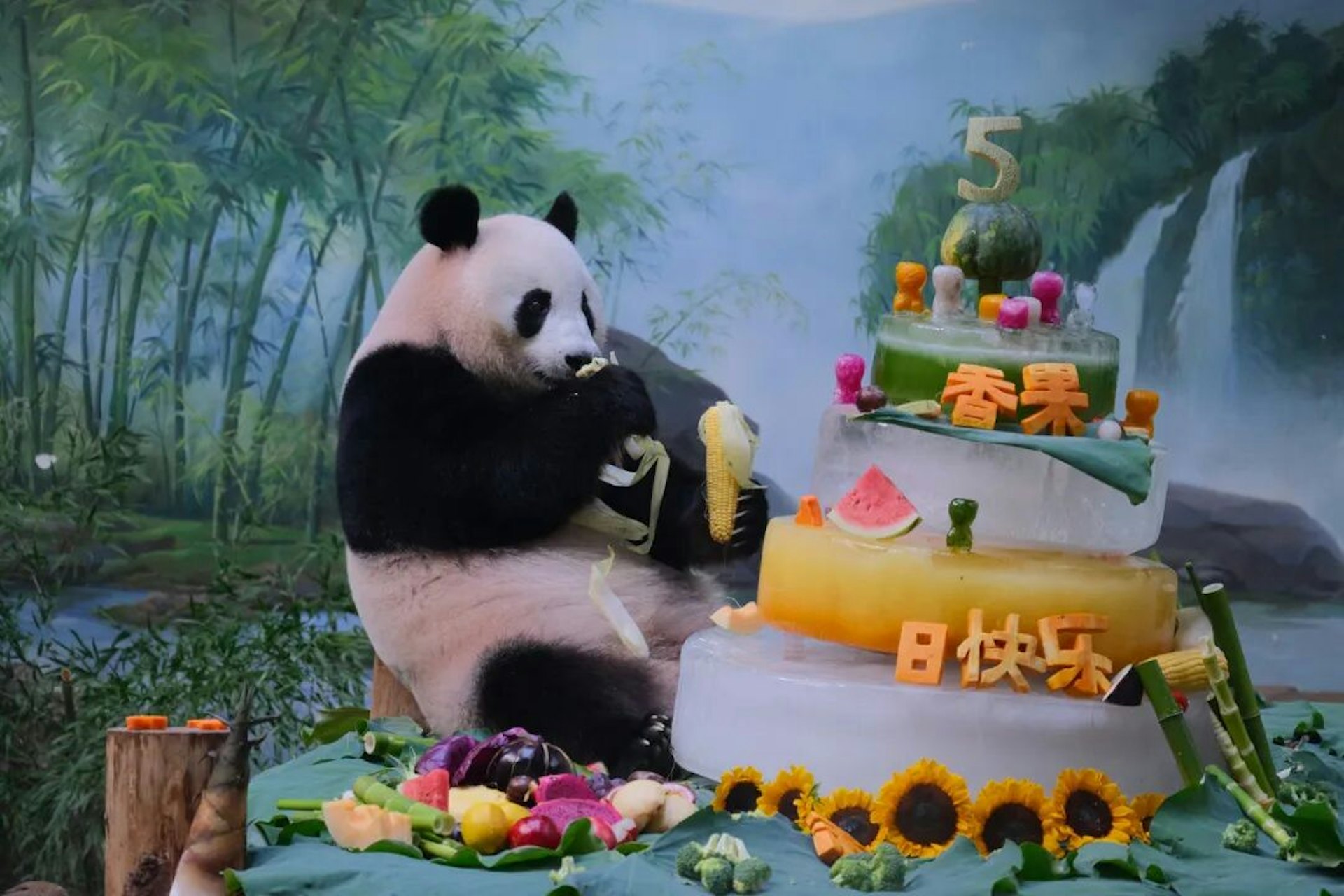 2025年7月6日,香果在杭州動物園度過五歲生日。(圖/翻攝錢江晚報)