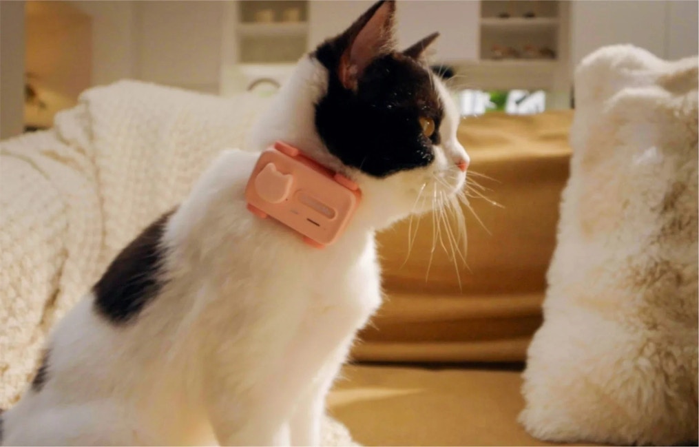 宠物专用“智能手机”面世跳3下自动接通主人还能共享视角