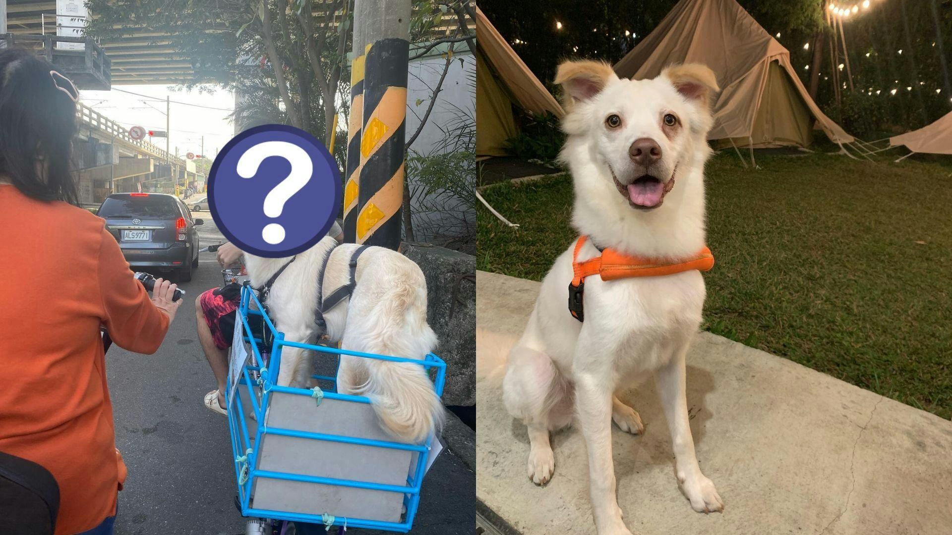 這才是親生!一人一狗單車出巡 燦爛笑容「神同步」如倒模