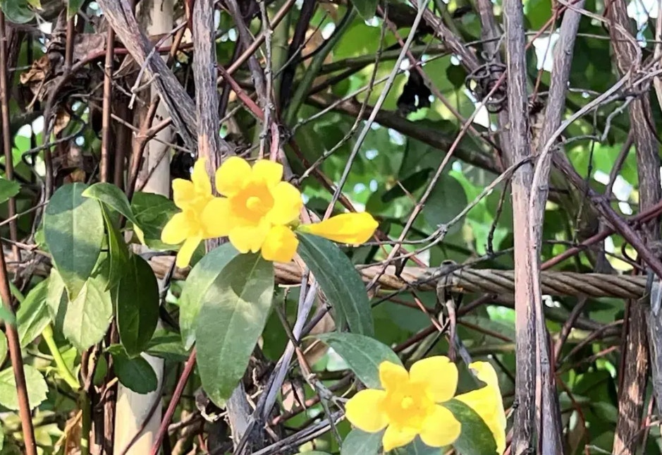 深圳香蜜公園出現黃色「致命毒花」 兒童誤食2片嫩葉恐一命嗚呼