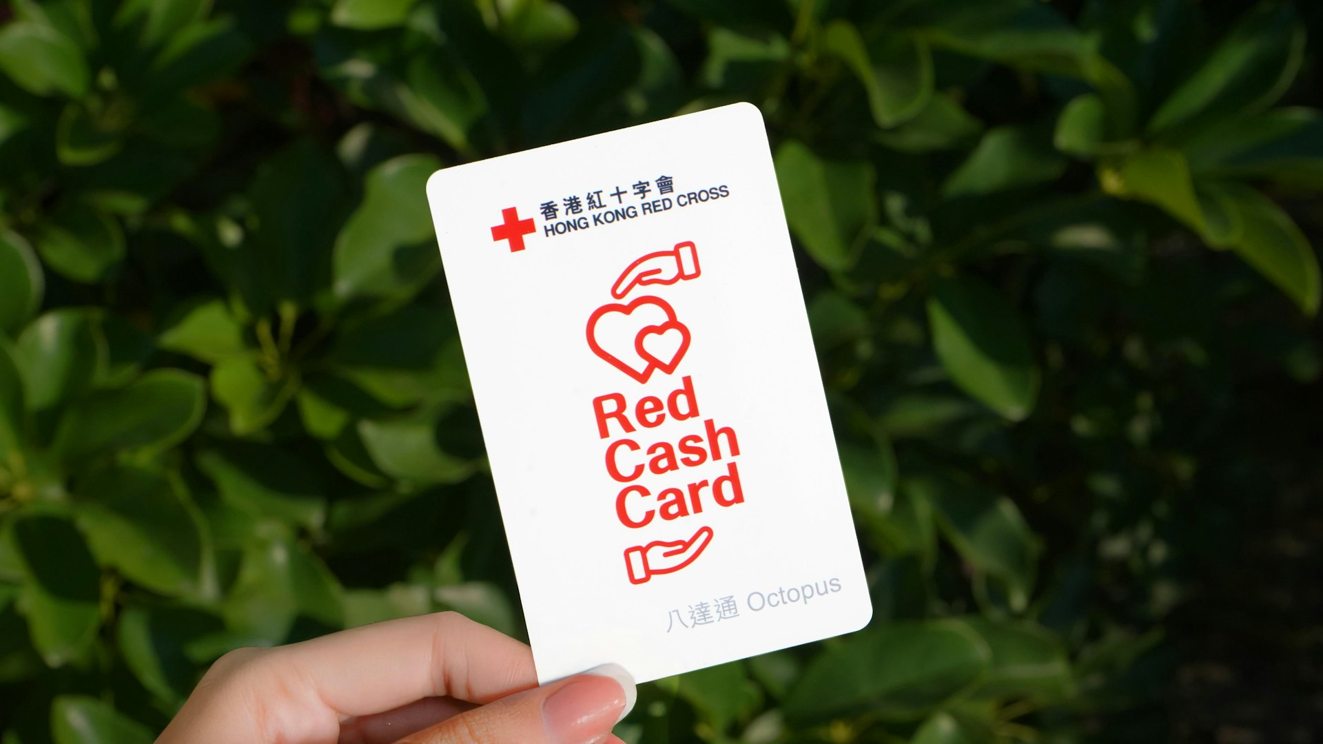 香港紅十字會向受影響家庭派發「Red Cash Card」八達通卡。(香港紅十字會提供) 香港紅十字會向受影響家庭派發「Red Cash Card」八達通卡。(香港紅十字會提供)