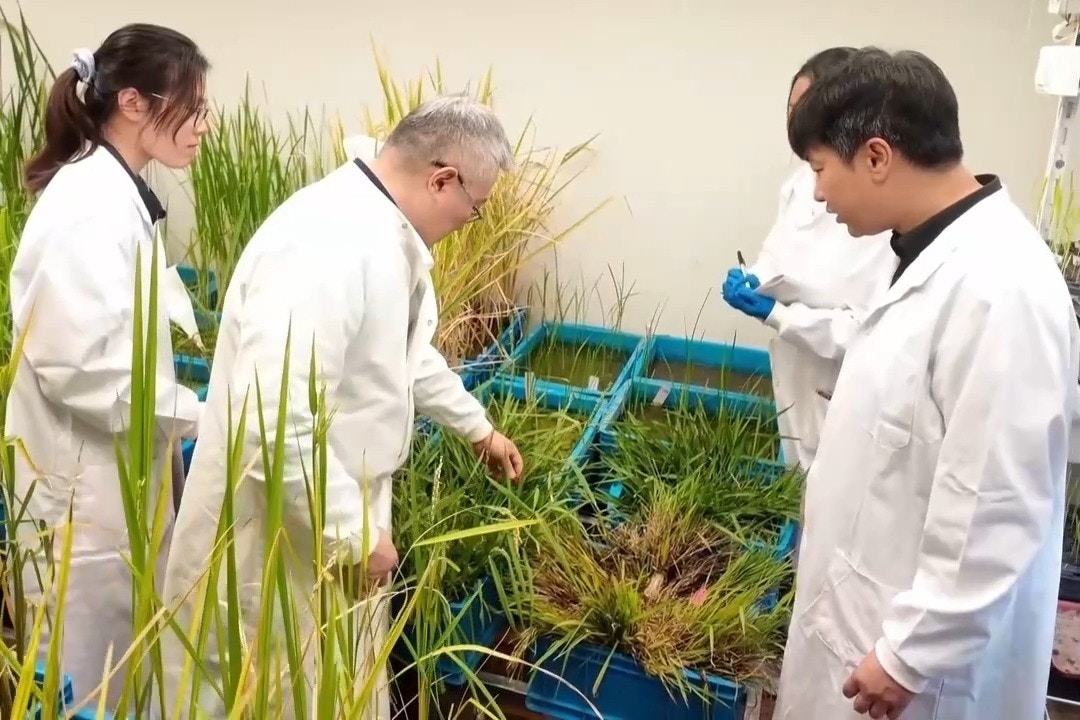 一次播种可收穫多年 中国科学家培育出"长寿水稻"