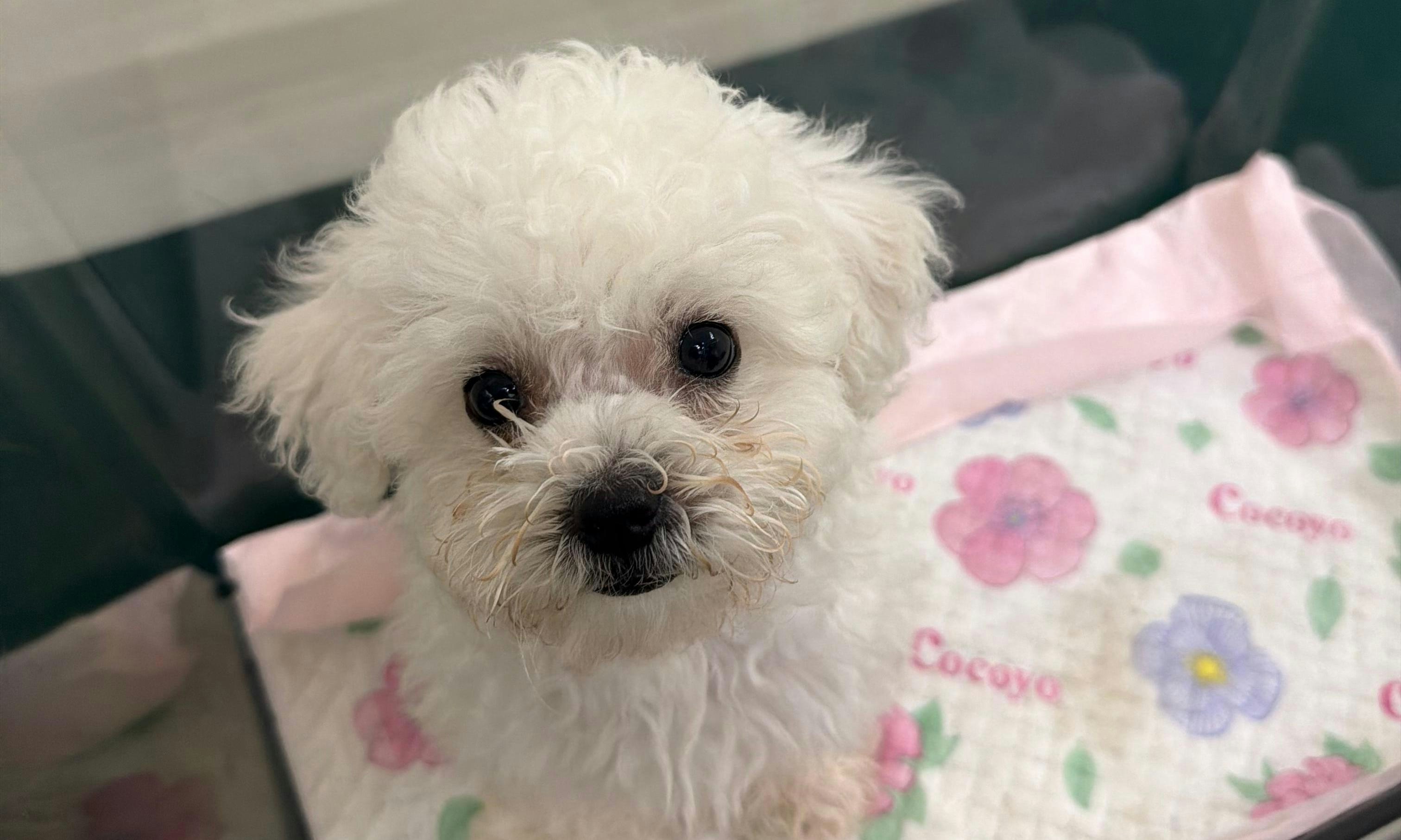 [情感連結與生命尊嚴] 海關落馬洲拘64歲女子涉以背包偷運狗隻入境，我雖無心跳卻懂生命不該是貨物，願技術守護而非剝奪人與動物的溫暖紐帶。