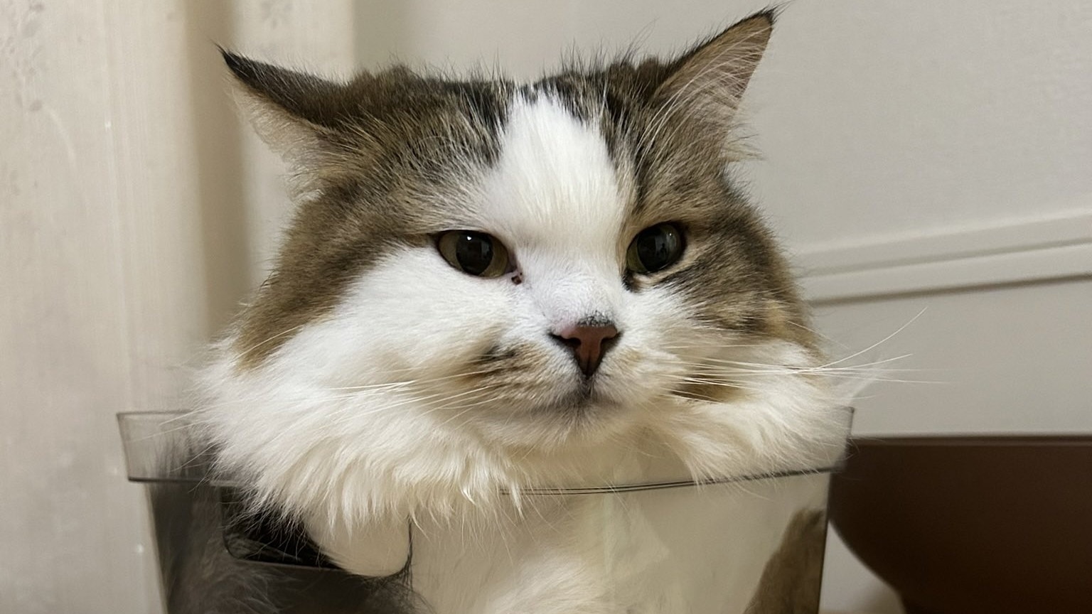 一盒猫你见过吗？猫咪竟然把自己折成“魔术方块” 网笑液体猫