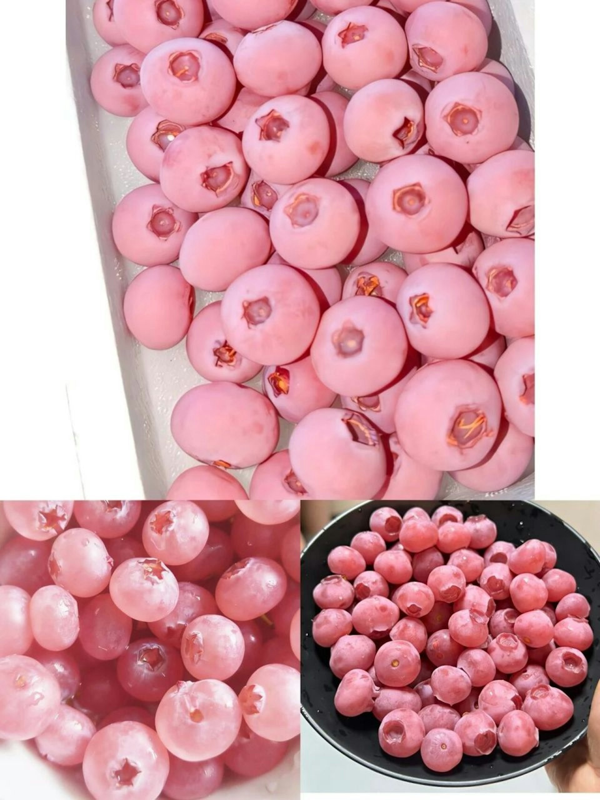 社交媒體上的部分粉色藍莓圖片。(網絡) 社交媒體上的部分粉色藍莓圖片。(網絡)