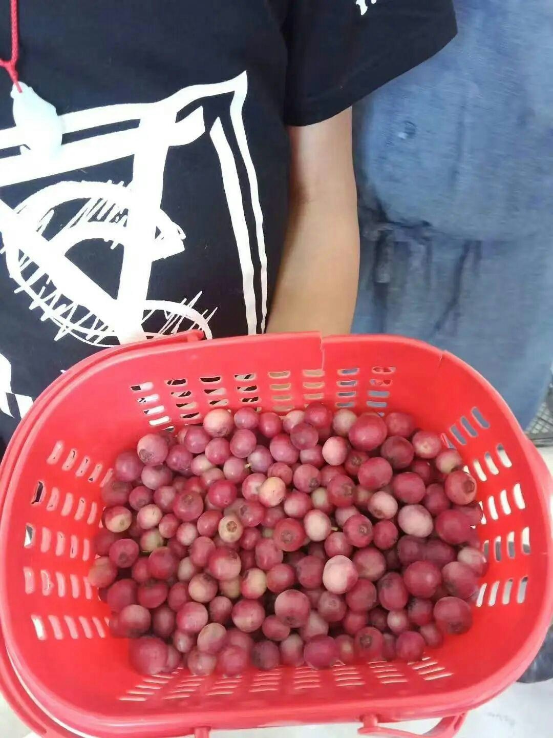 天然的「紅粉佳人」藍莓。 （新京報）