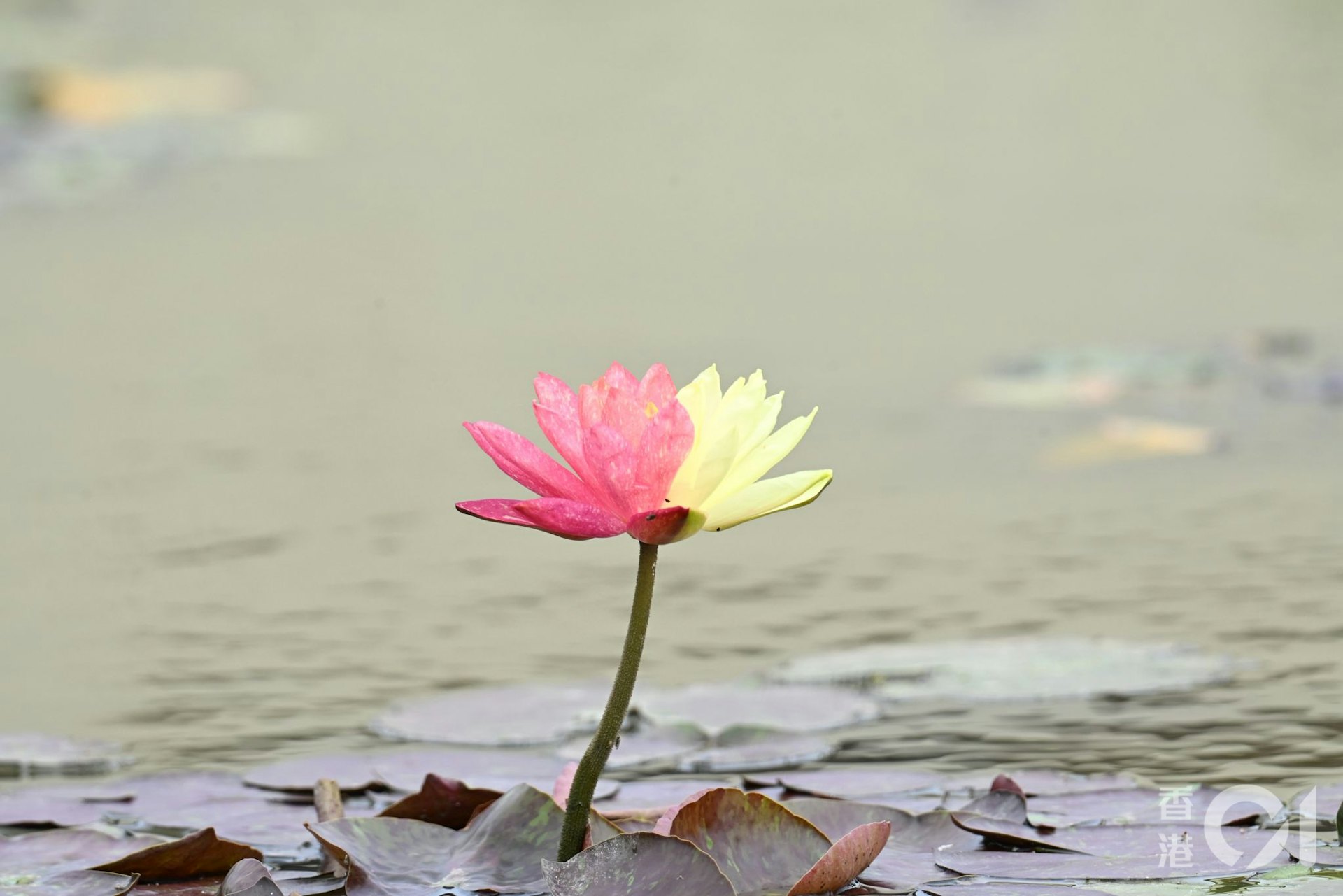 圖檔