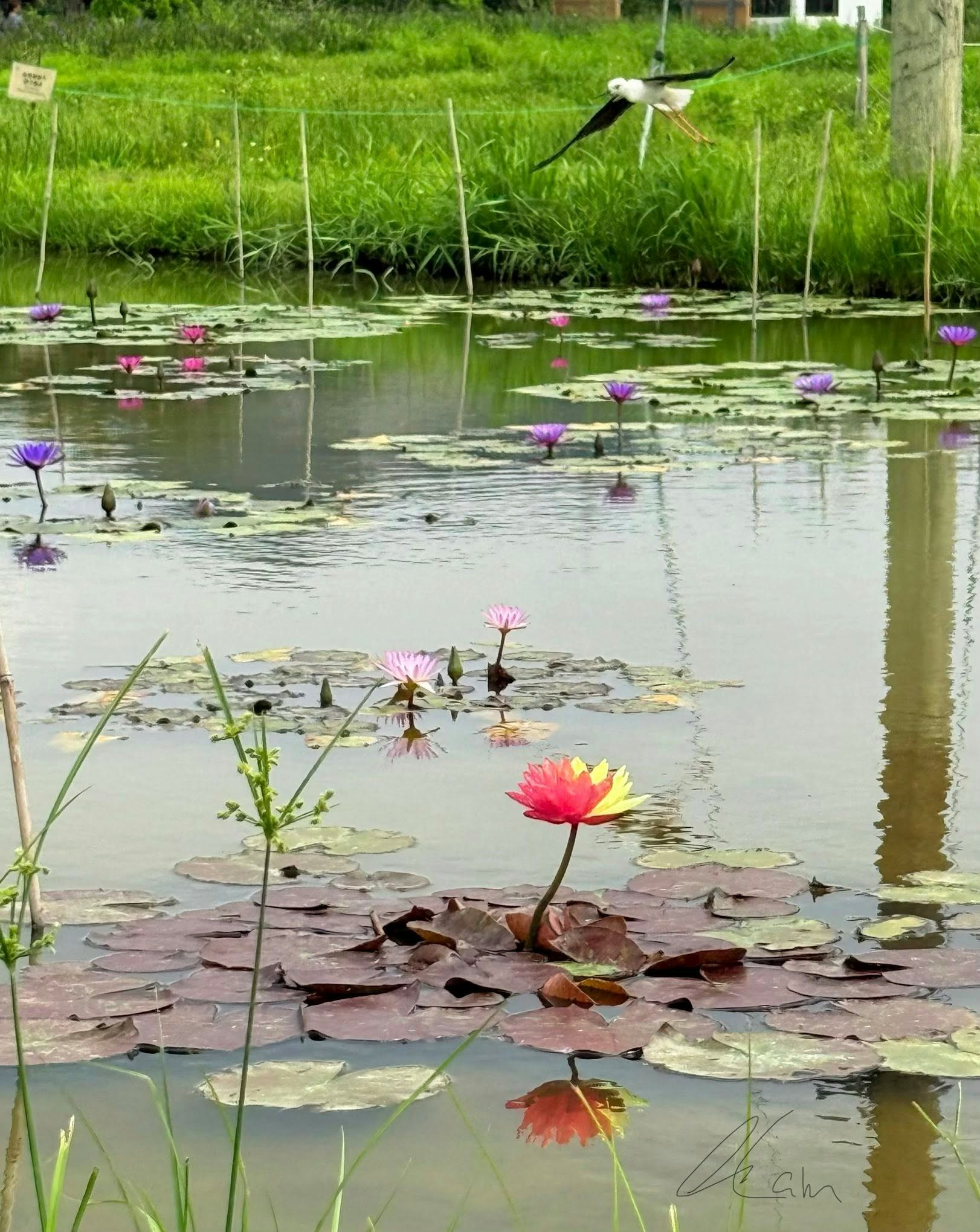 圖檔