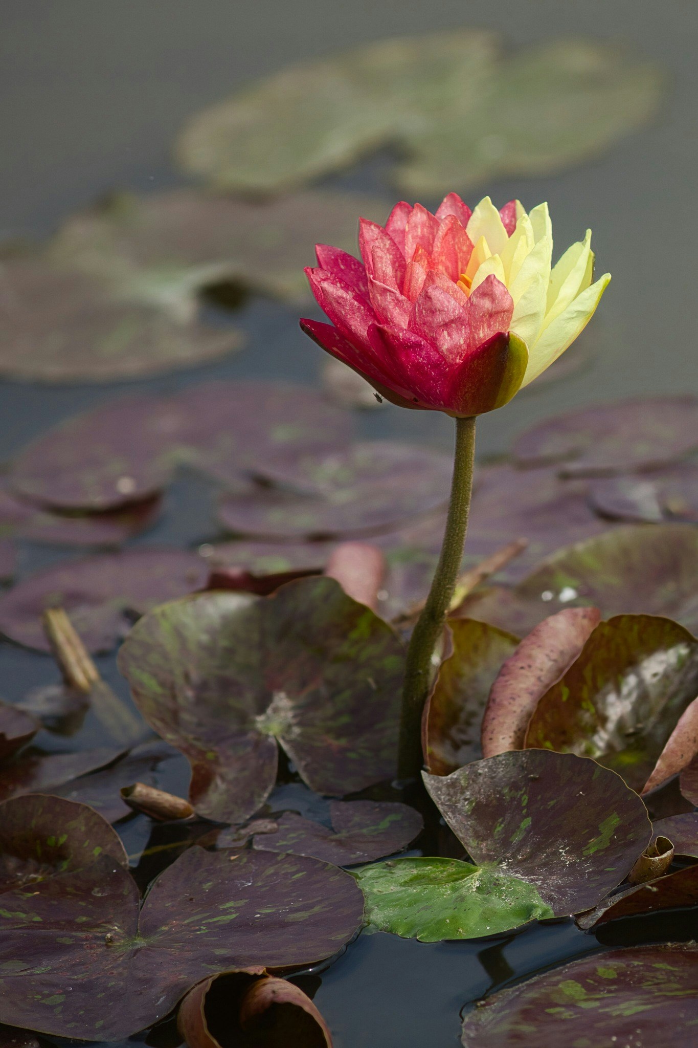 圖檔