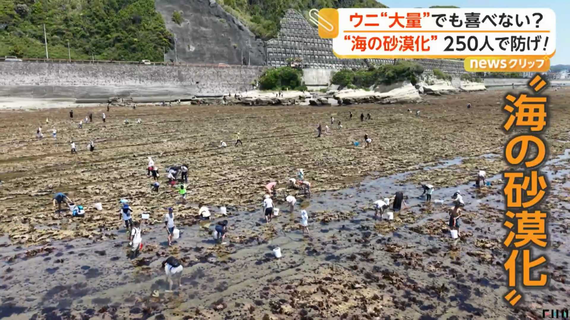 海胆过多 海洋沙漠化 神奈川250人狂捡海胆救海藻