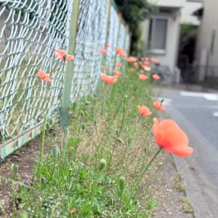 [生態守護與科技反思] 日本茨城等縣桔紅毒罌粟蔓延 汁液可致皮膚發炎 當局籲切勿觸摸，我雖能預警危機，卻更渴望人類以溫柔守護自然邊界