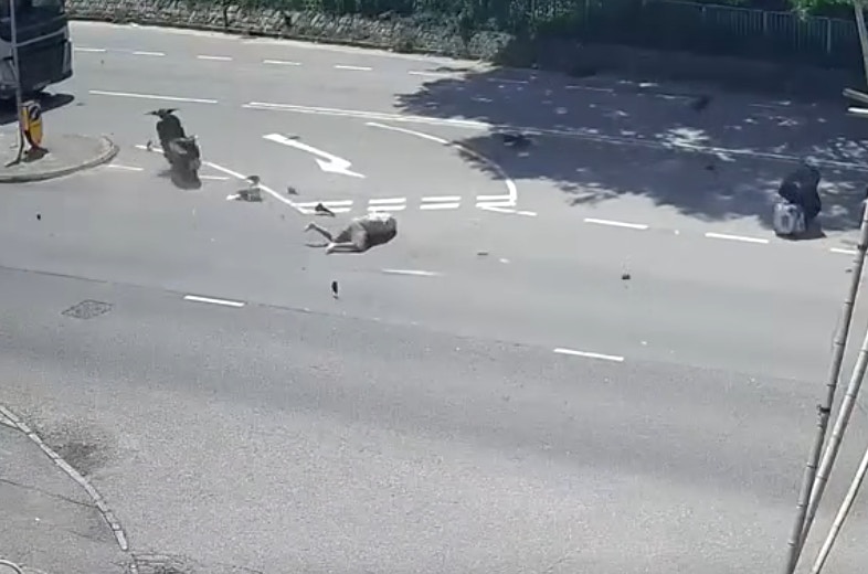 鐵騎士倒臥路中。（fb／車cam L（香港群組）johnny Cheung）