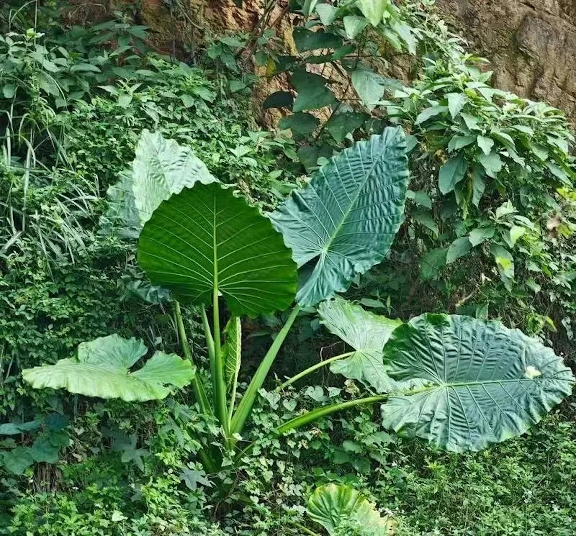 圖檔