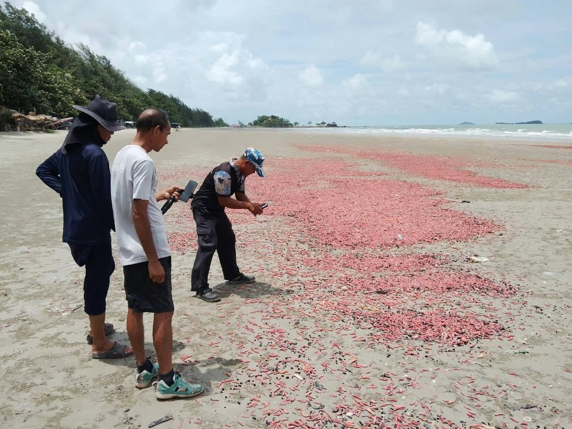 泰國羅勇府芒縣(Mueang)Phe 鎮的知名景點「Suan Son 海灘」被一群「粉紅海參」佔領。(截取FB@ปชส. จังหวัดภูเก็ต)
