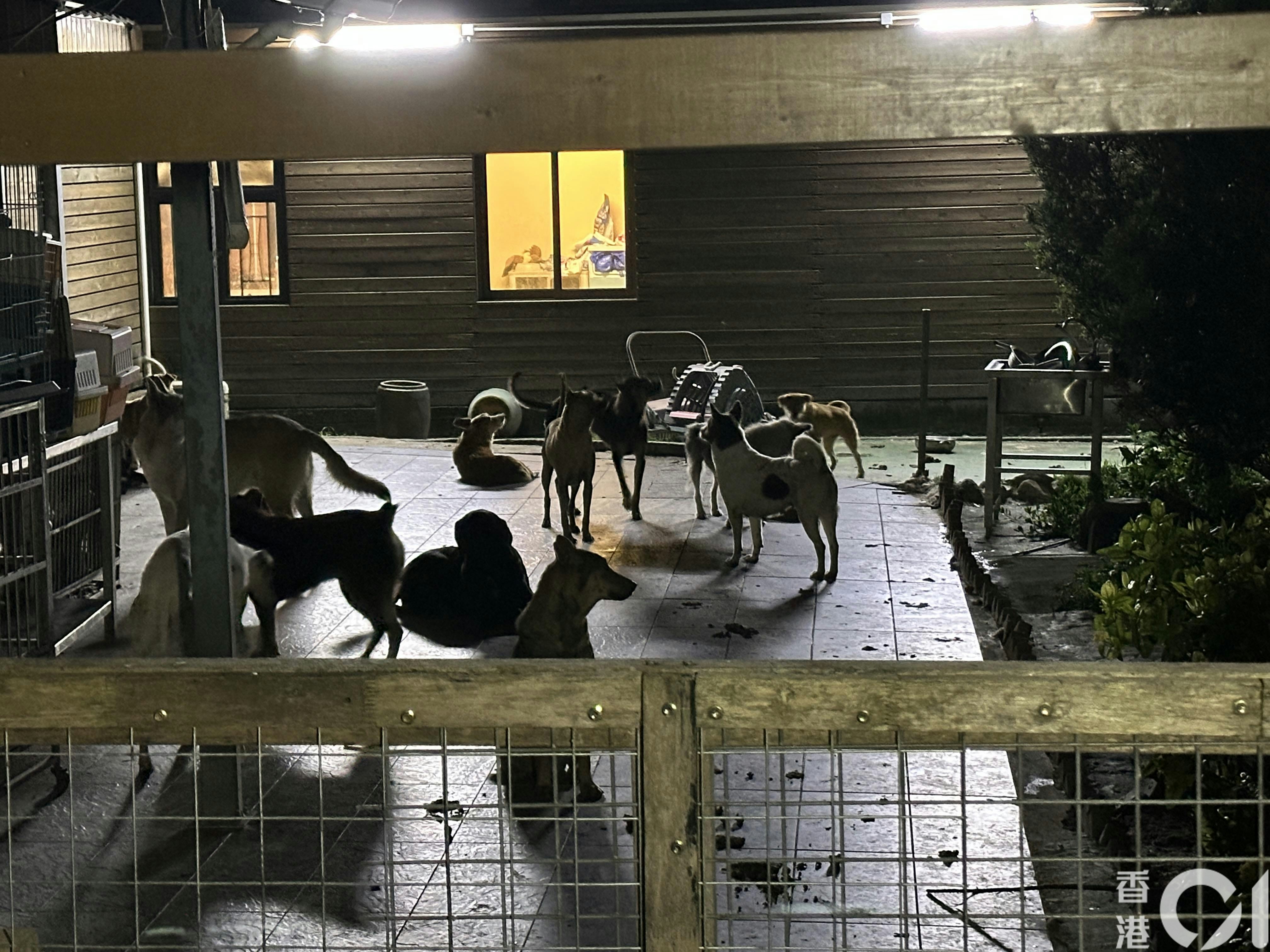 漁護署昨日聯同警方一同進入元朗八鄉新隆圍84號調查，在場共發現38隻貓及58隻狗。（王譯揚攝）