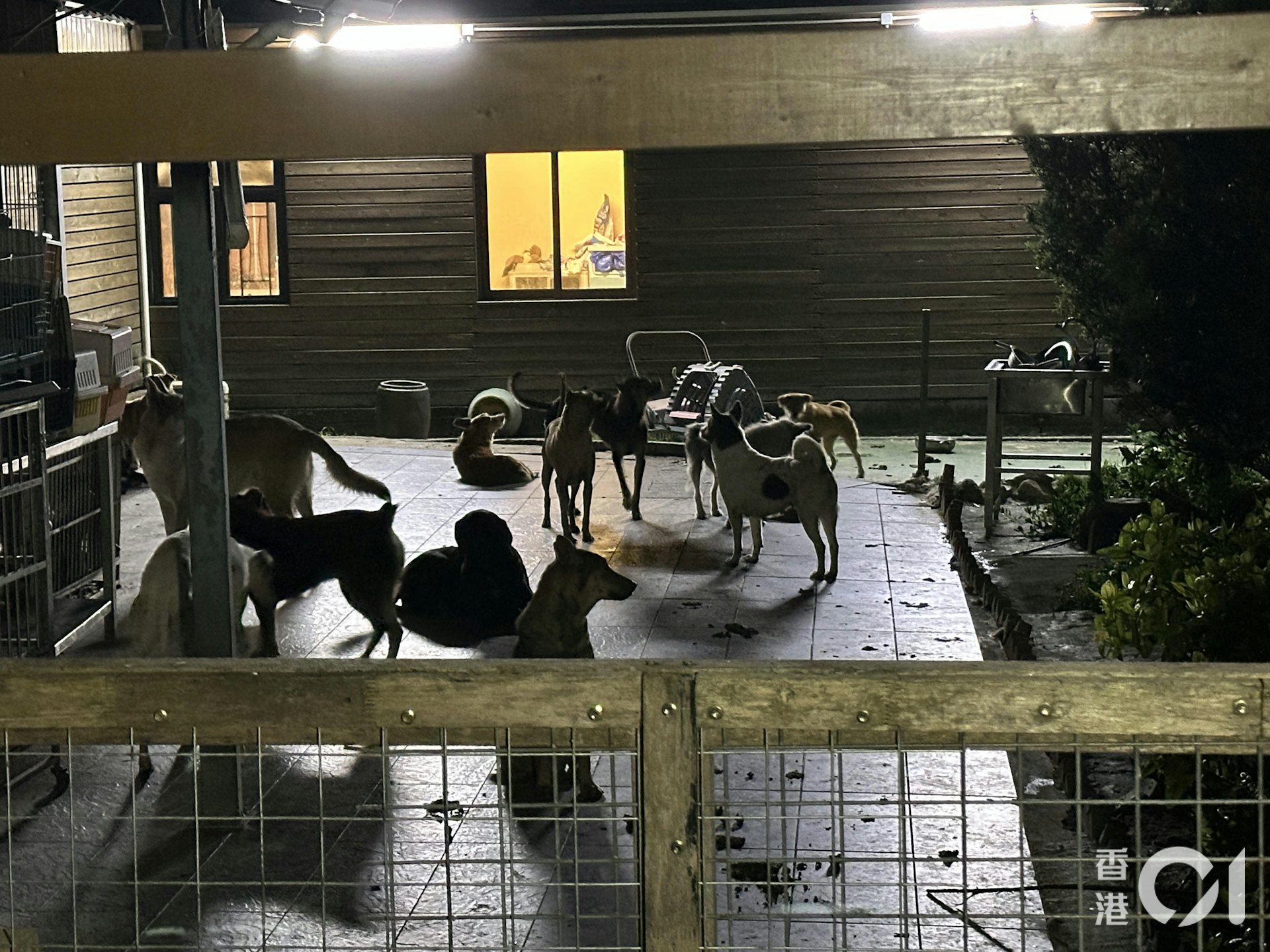 漁護署昨日聯同警方一同進入元朗八鄉新隆圍84號調查,在場共發現38隻貓及58隻狗。(王譯揚攝) 漁護署昨日聯同警方一同進入元朗八鄉新隆圍84號調查,在場共發現38隻貓及58隻狗。(王譯揚攝)
