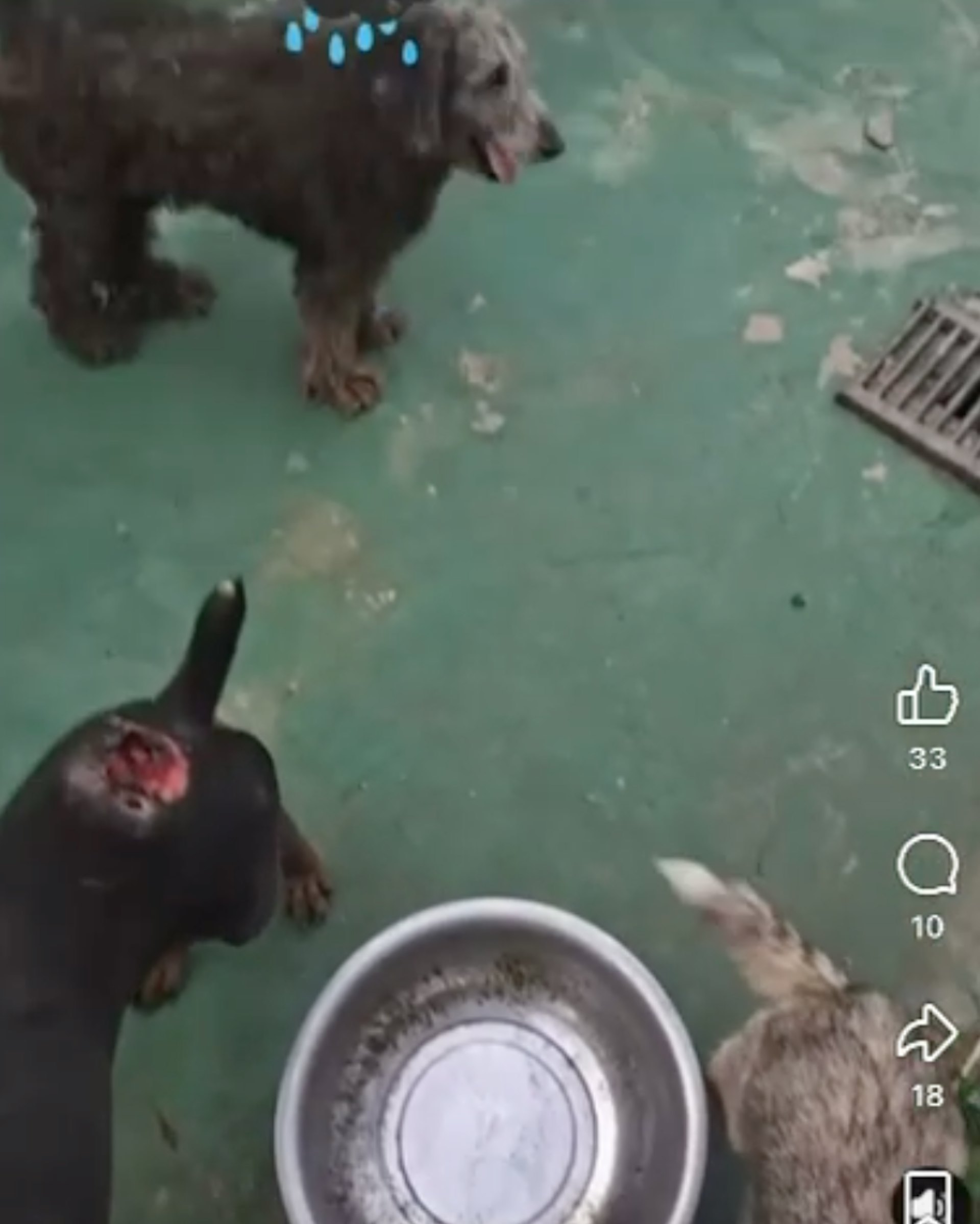5月時有冷氣工程公司上傳片段,顯示在涉事村屋狗場內裝冷氣,當中狗場內一隻唐狗,腿部屁股位置,出現一個拳頭大小的傷口,懷疑被疏忽照顧。(梁小姐提供片段截圖) 5月時有冷氣工程公司上傳片段,顯示在涉事村屋狗場內裝冷氣,當中狗場內一隻唐狗,腿部屁股位置,出現一個拳頭大小的傷口,懷疑被疏忽照顧。(梁小姐提供片段截圖)