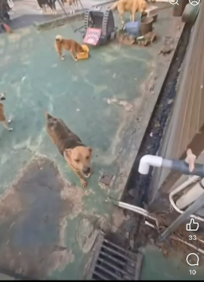 一名冷氣維修師傅上門工作時，赫然發現場內有狗隻的臀部及尾部出現「拳頭般深」的嚴重傷口。（梁小姐提供片段截圖）