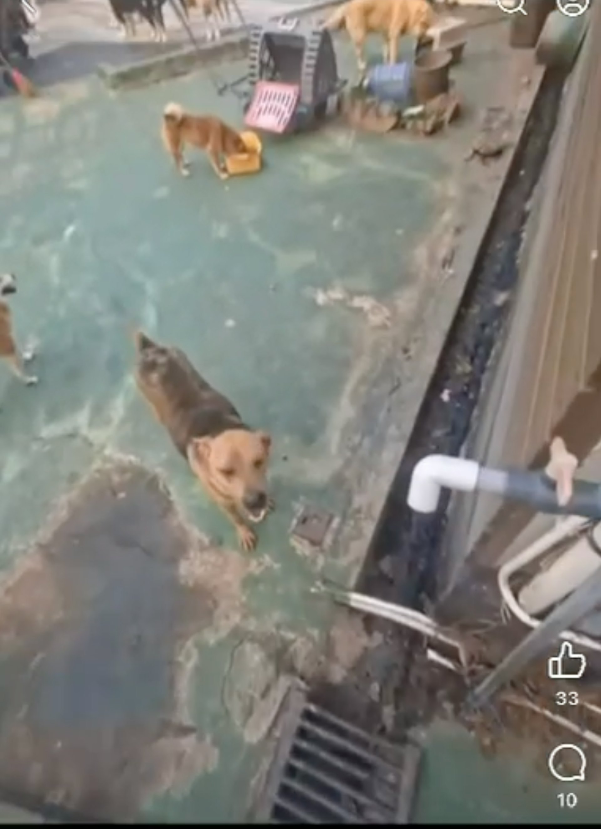 一名冷氣維修師傅上門工作時,赫然發現場內有狗隻的臀部及尾部出現「拳頭般深」的嚴重傷口。(梁小姐提供片段截圖) 一名冷氣維修師傅上門工作時,赫然發現場內有狗隻的臀部及尾部出現「拳頭般深」的嚴重傷口。(梁小姐提供片段截圖)