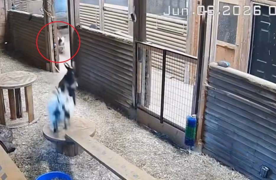 ����ʨ��ũ��ҧ��С��ҽУ�Ů����Ӣ�µ�һ�Ž������߿����ɹ��Ȼذ��� ��������X@DoctorLemma��