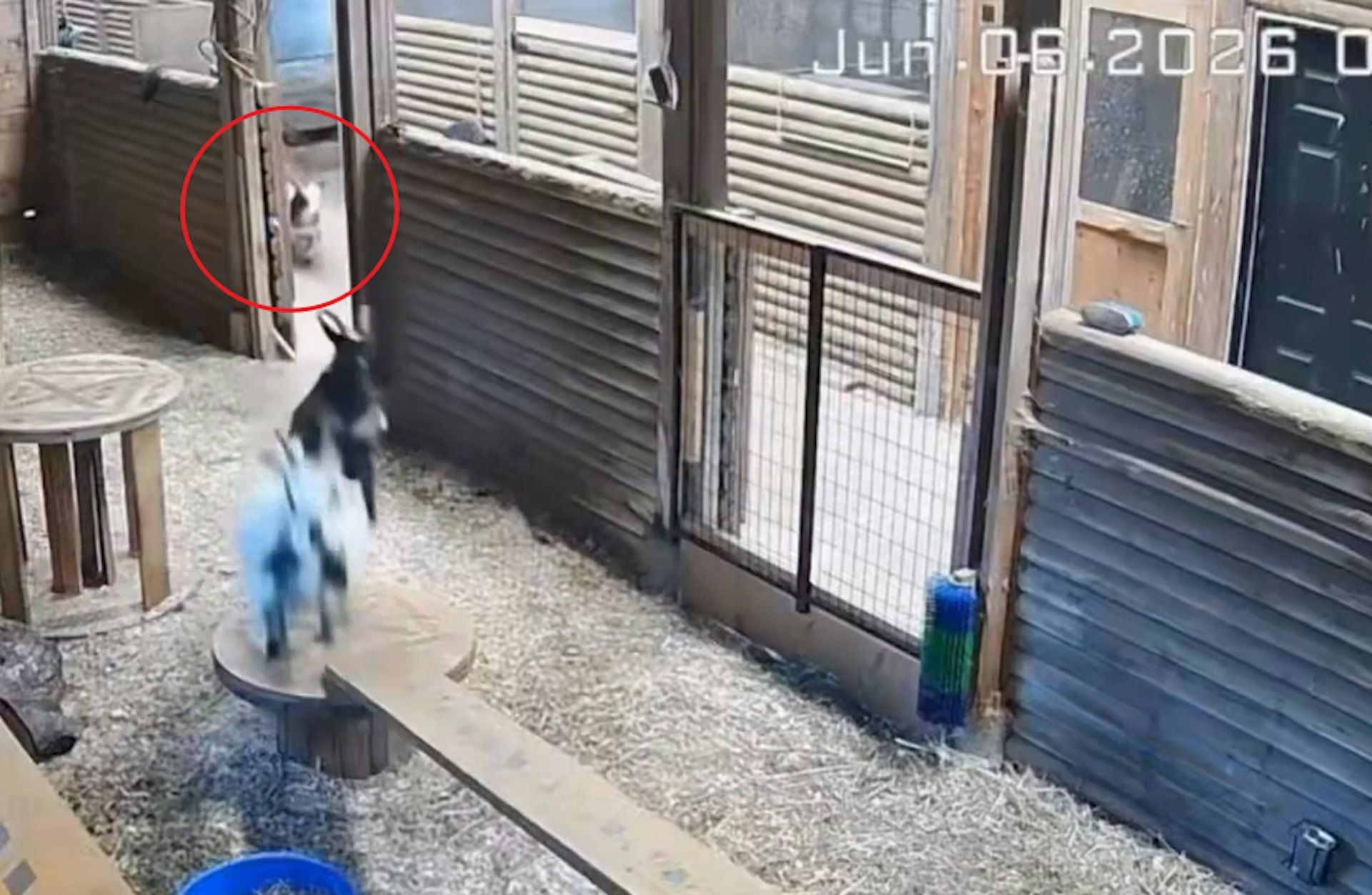 美洲狮闯农场咬到小羊惨叫,女主人英勇地一脚将猛兽踢开,成功救回爱羊。 (翻摄自X@DoctorLemma)