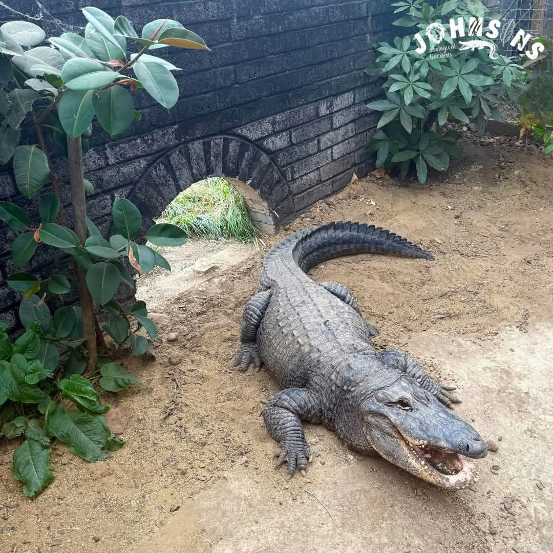 英國男將3歲童拋入動物園鱷魚區　目擊者：2看護低頭睇手機未留意