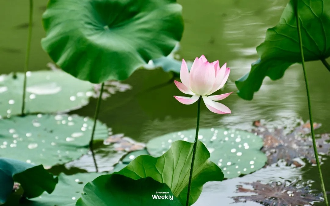 圖檔