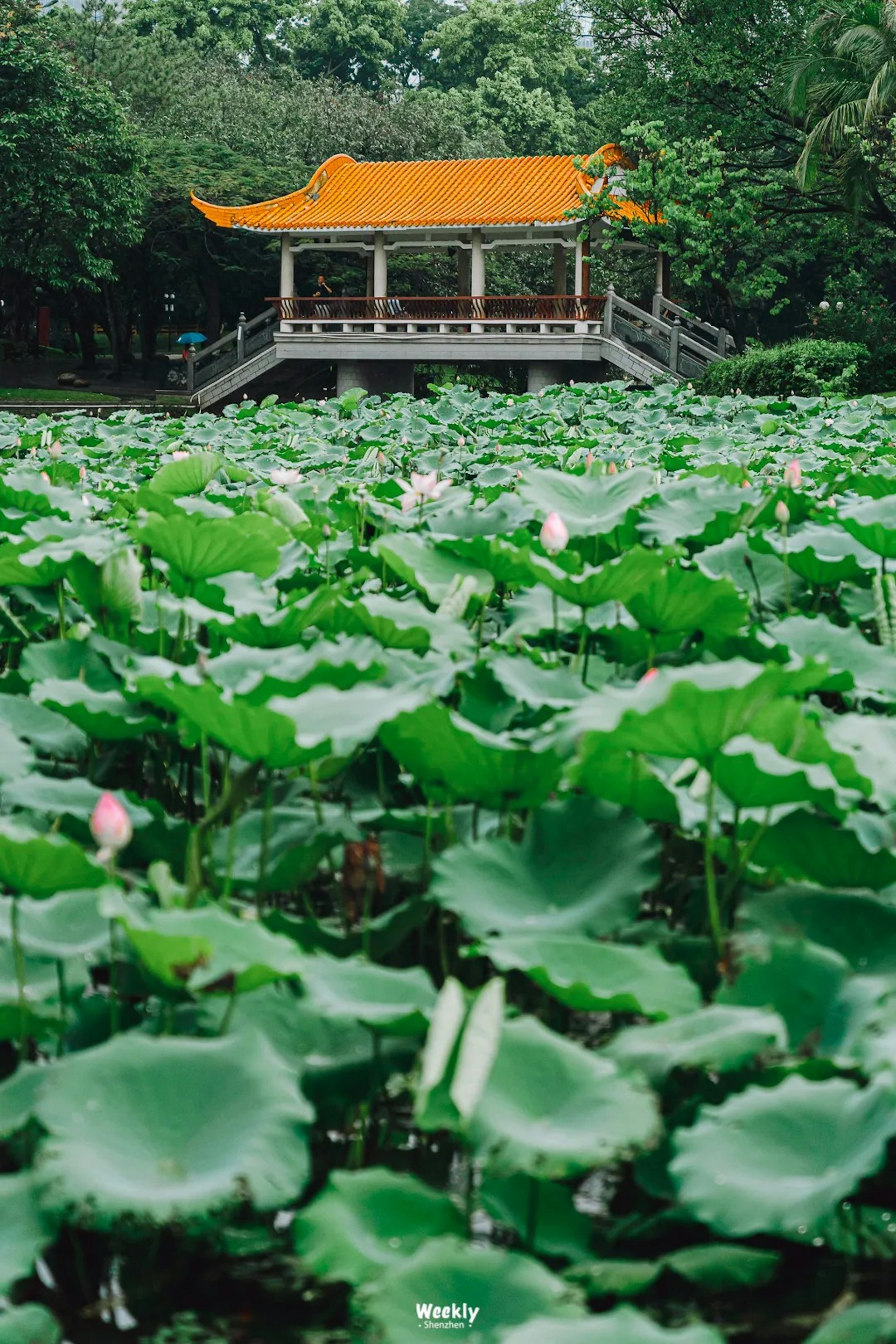 圖檔
