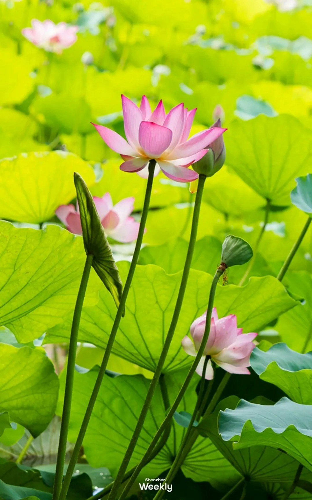 圖檔