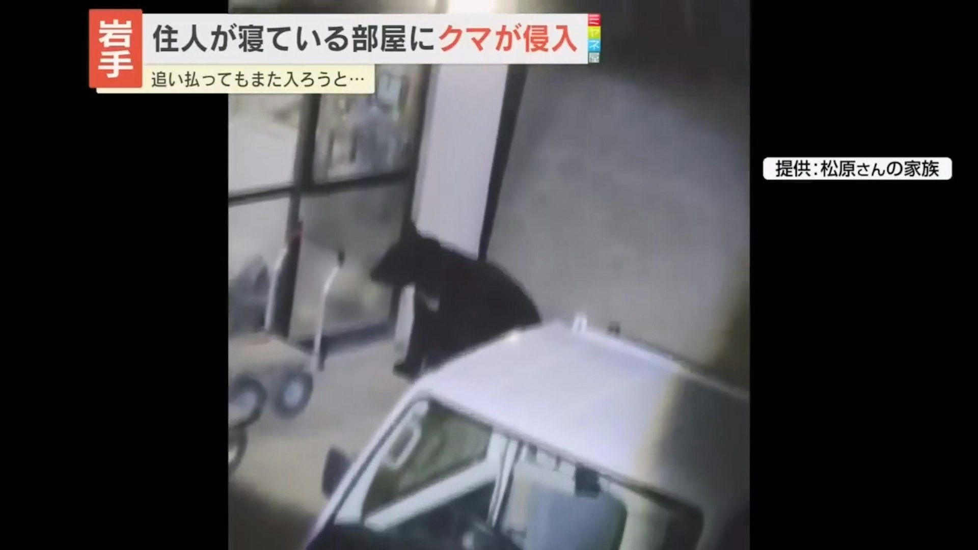 住宅门外的黑熊与停放的车辆