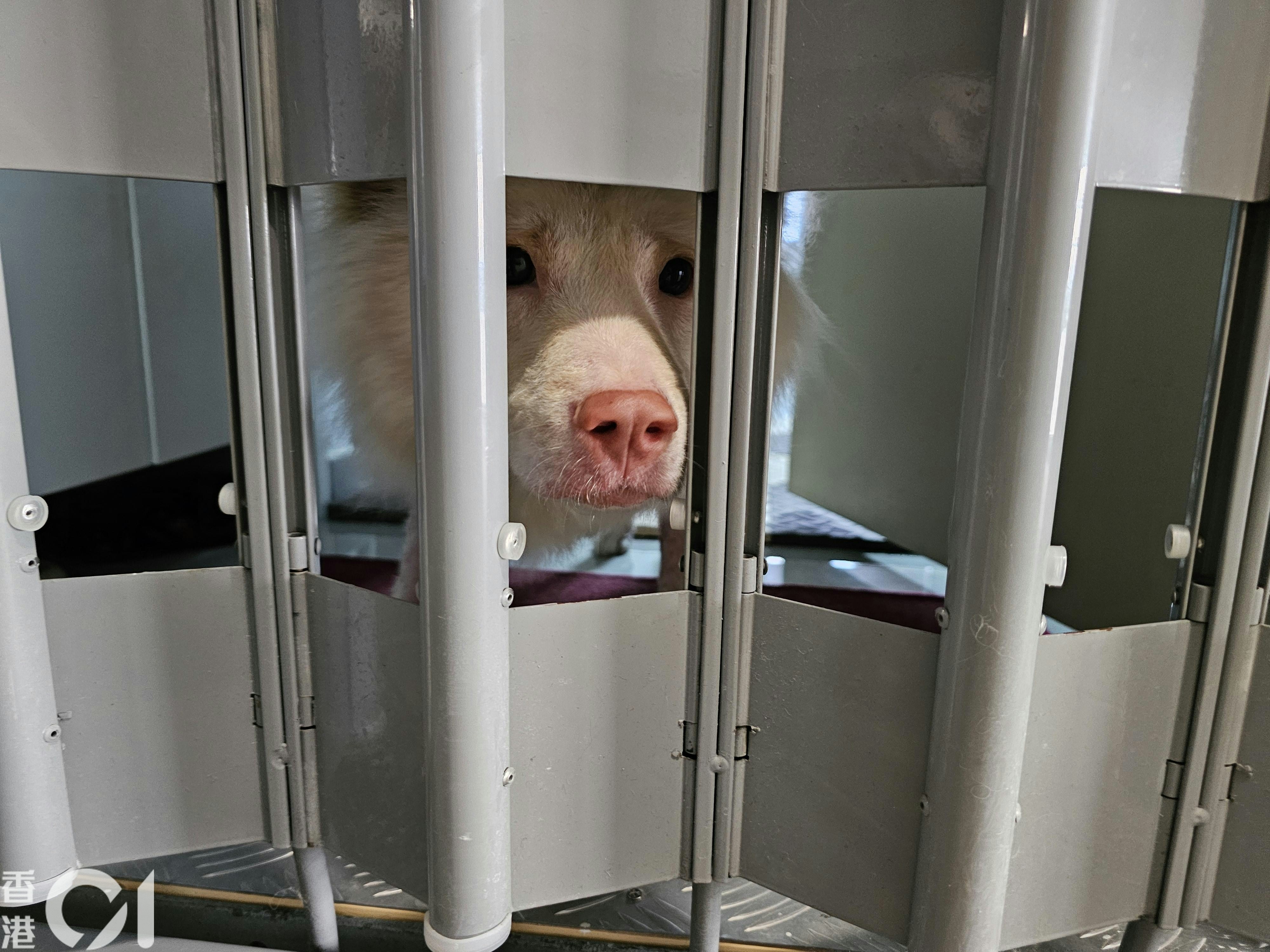 黃大仙上邨血案後續 房署稱准養伴侶犬且無噪音
