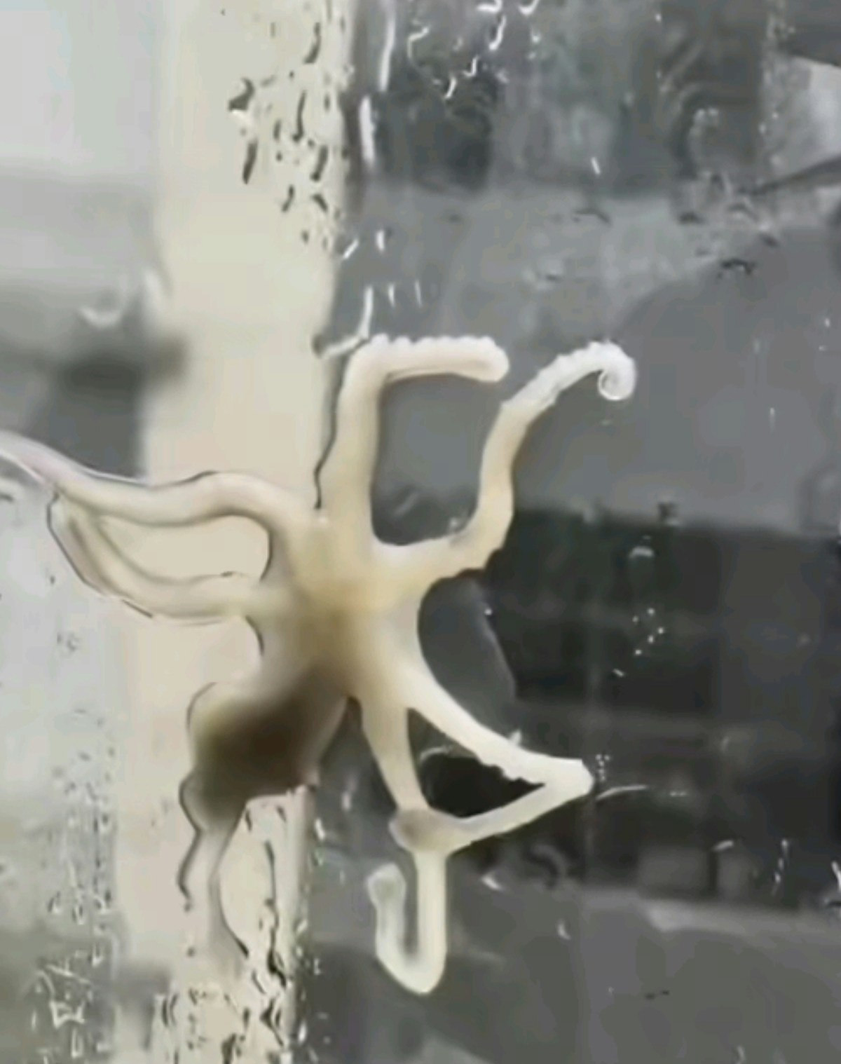 有網民拍到一隻八爪魚被狂風從海裏捲起，直接黏在住宅的窗戶上。（影片截圖）