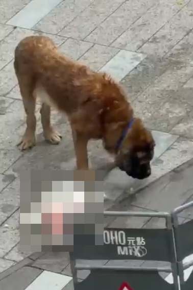 元朗YOHO大狗咬死細狗 網上流傳片段