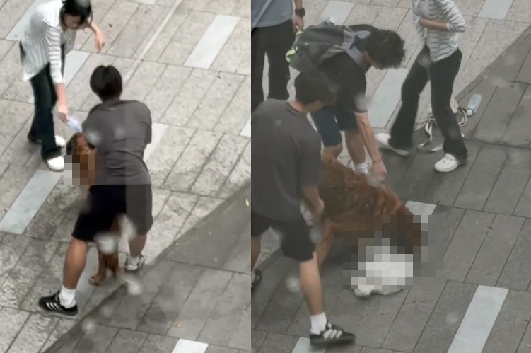 元朗狗咬狗｜遊客制止大狗不果：體型力氣非常大 很擔心回頭咬我
