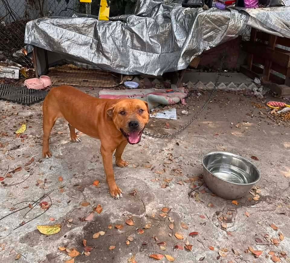 打鼓岭狗咬死人|比特斗牛㹴等4种格斗犬禁繁殖 全港现有29只持牌格斗犬