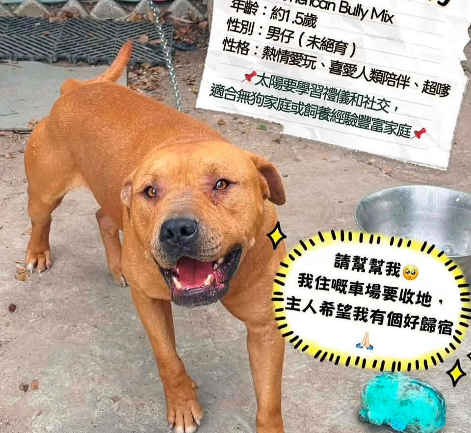 打鼓嶺狗咬死人｜訓犬師指比特鬥牛㹴「一撻就著」 餵食應留籠中