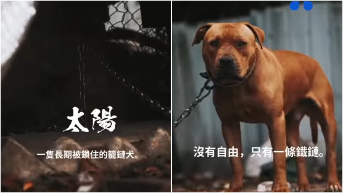 Questions mount over dog linked to fatal attack