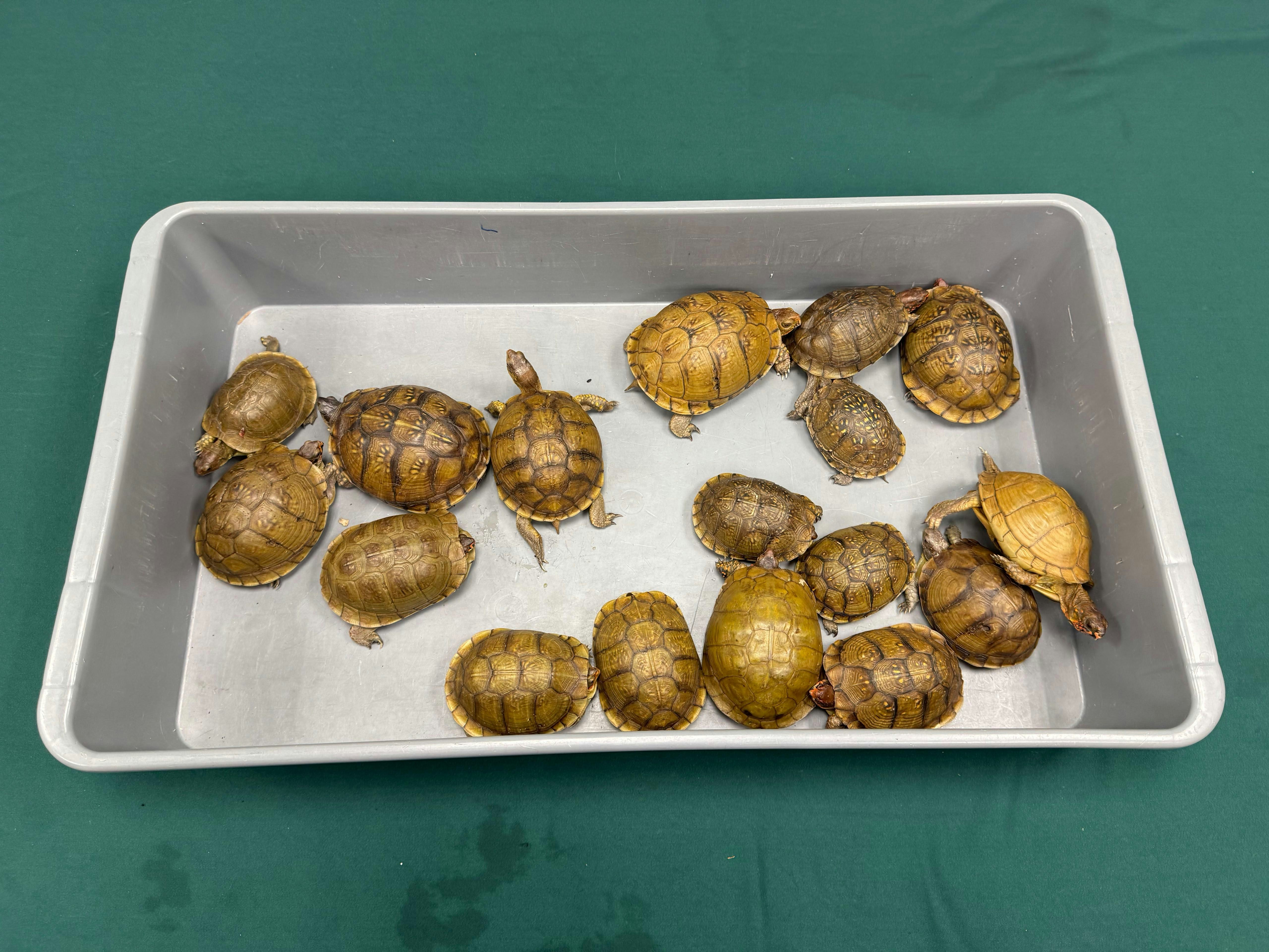 美國空運寄港包裹報稱載有衣服 海關拆箱揭17隻活龜藏襪內