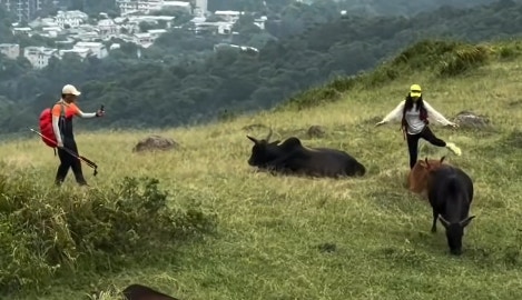 Woman Stopped From Attempting to Ride Wild Cow at Ma On Shan Scenic Spot