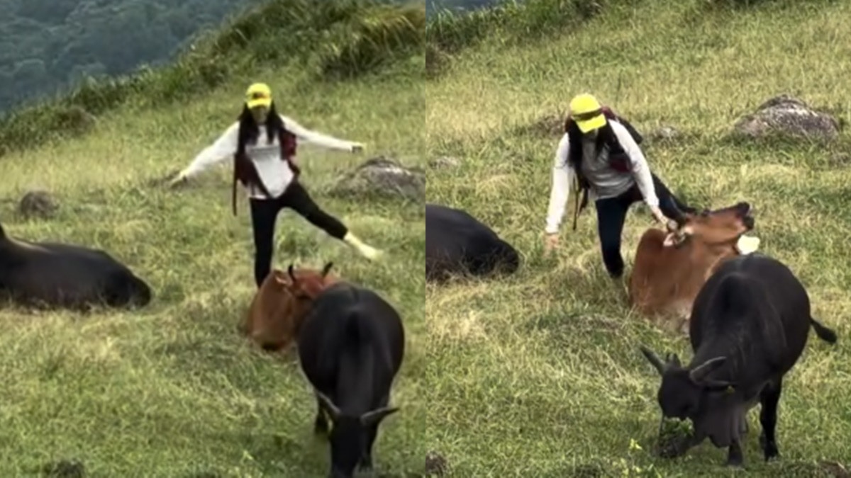 有片｜馬鞍山女子圖強行跨騎牛隻 拍片者怒喝制止獲網民激讚
