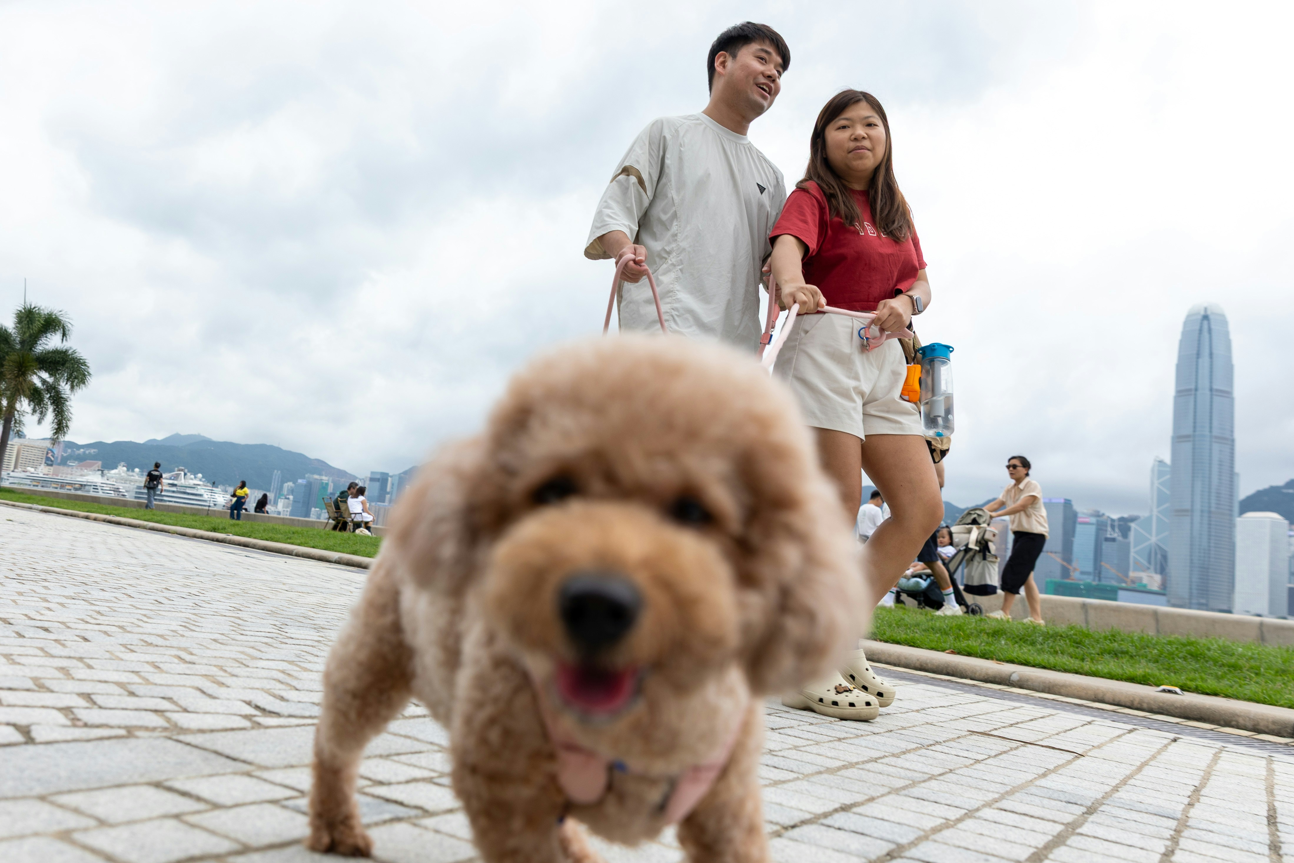 施政報告|虐待動物、沒用狗帶擬加辣 消息:禁止為美觀剪耳剪尾