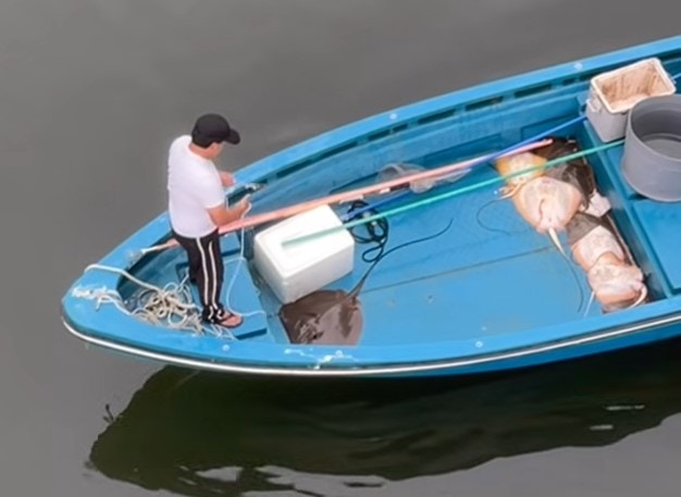 大埔魔鬼魚群｜專家：該魚含阿摩尼亞有尿騷味　數量劇減不應捕