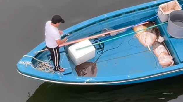 大埔魔鬼魚群|專家:該魚含阿摩尼亞有尿騷味 數量劇減不應捕