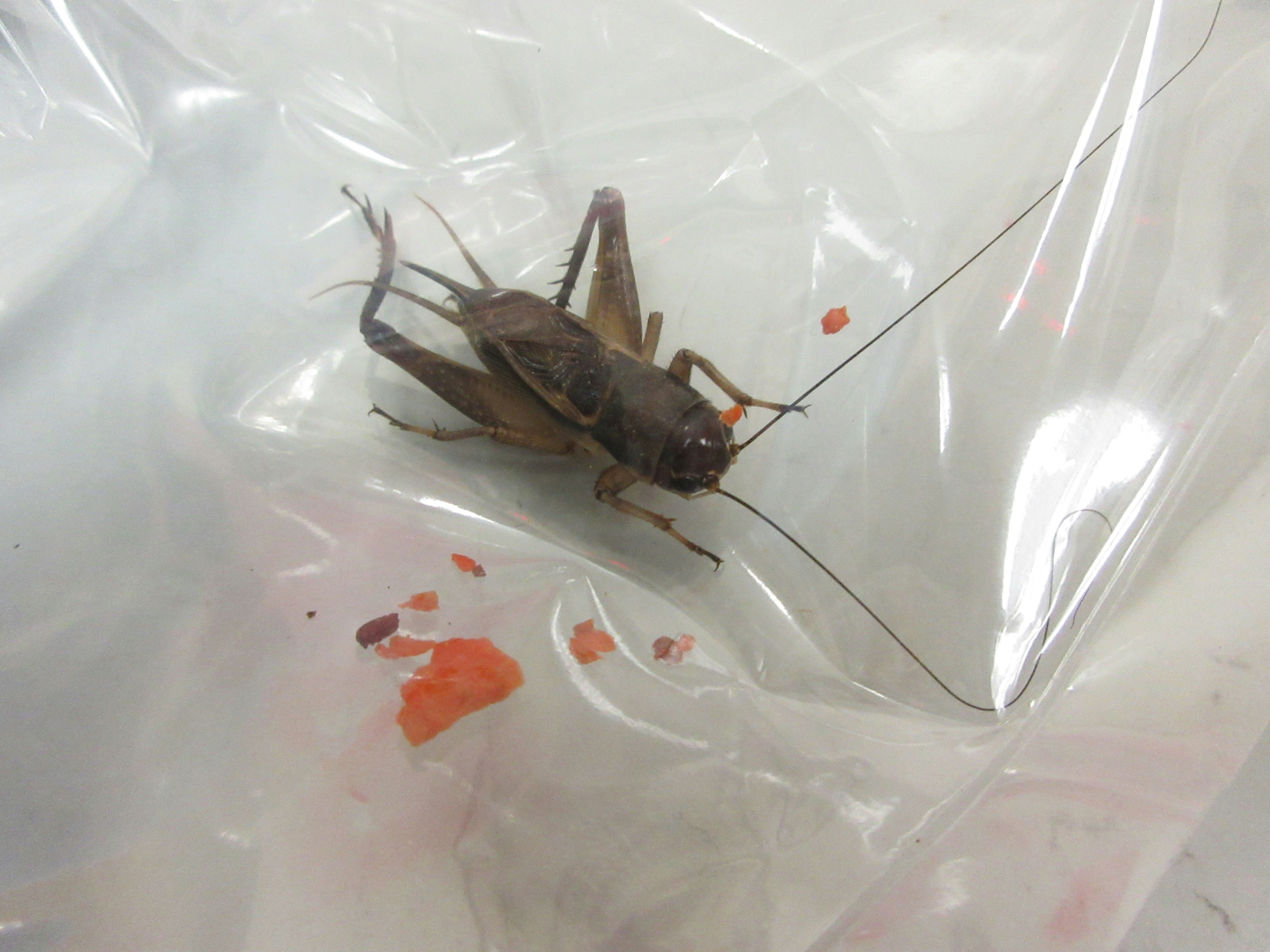 Two arrested at Lo Wu over live pest imports