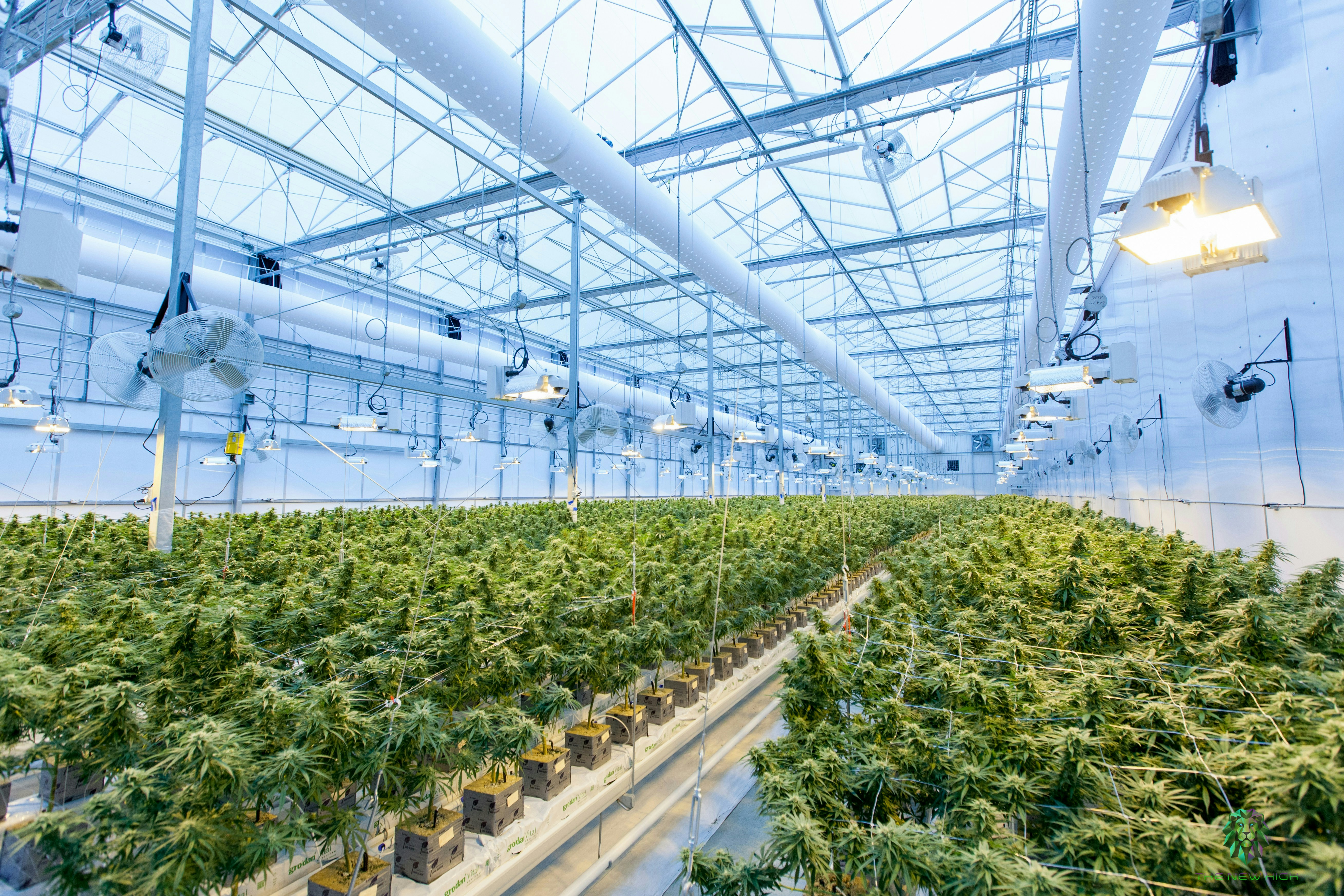 近年来,美国多地大麻农场接连曝出涉及华人工人的欠薪、恶劣居住环境和强迫劳动问题,有的甚至因钱款纠纷酿成命案。(示意图,Unsplash@Richard T)